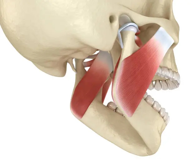 TMJ: The temporomandibular joints and muscles. Medically accurate 3D illustration.